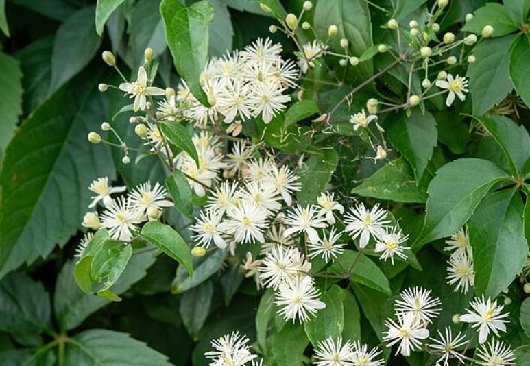 ilustrasi clematis (commons.wikimedia.org/Balise42)