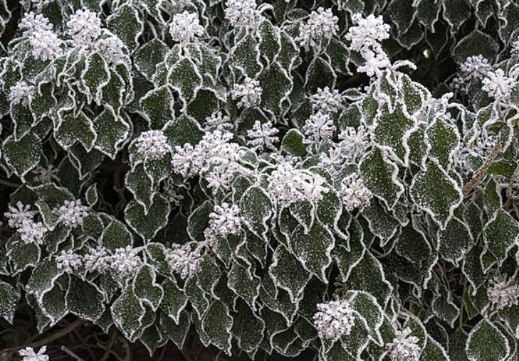 ilustrasi ivy (commons.wikimedia.org/Uoaei1)