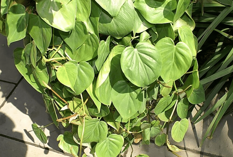 ilustrasi philodendron hederaceum (commons.wikimedia.org/David J. Stang)