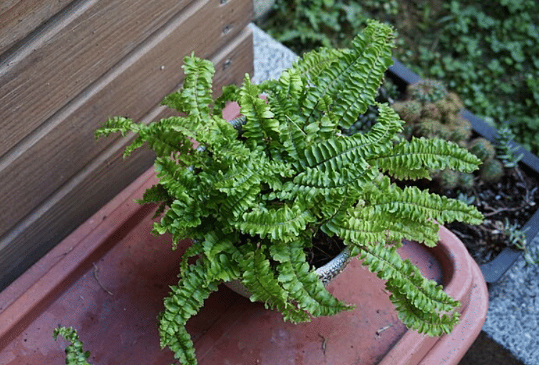 ilustrasi boston fern (commons.wikimedia.org/Tbatb)