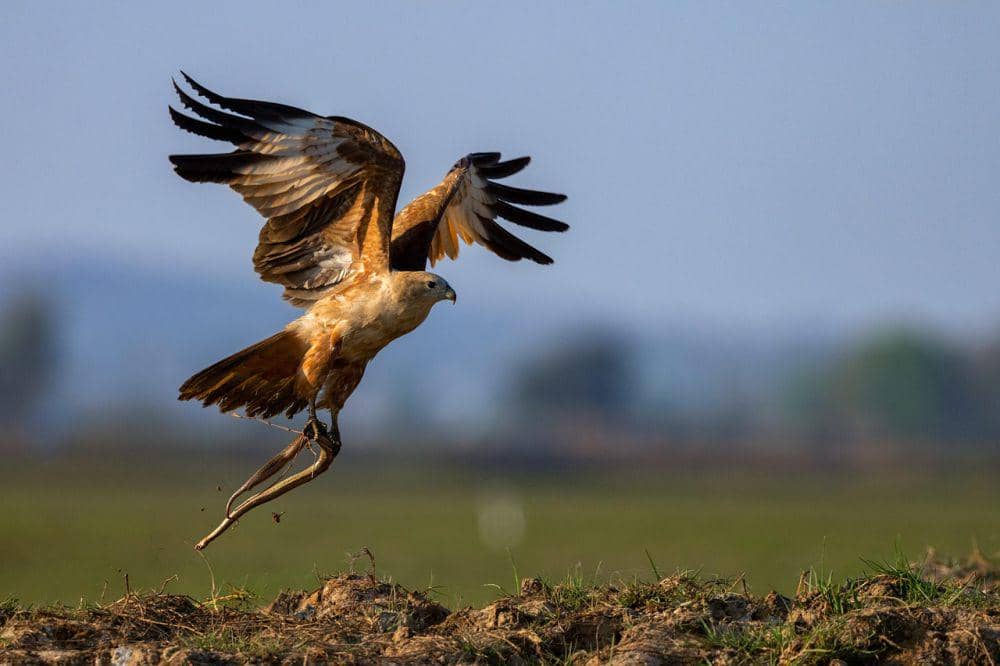 hewan dengan kemampuan berburu paling brutal