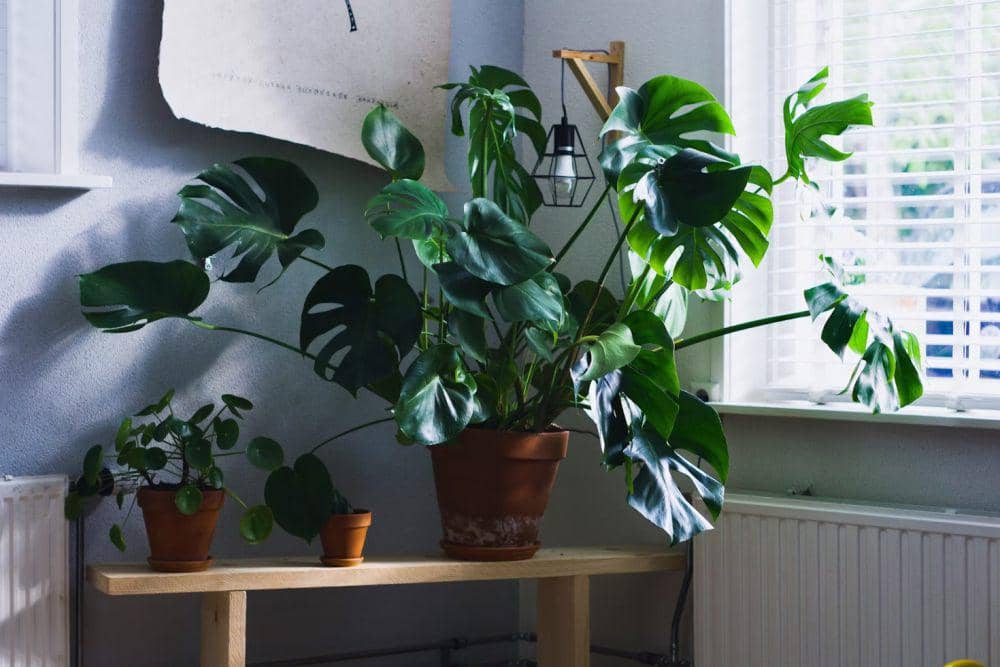 ilustrasi spot terburuk untuk tanaman hias yang bikin mereka cepat layu (unsplash.com/Sven Brandsma)