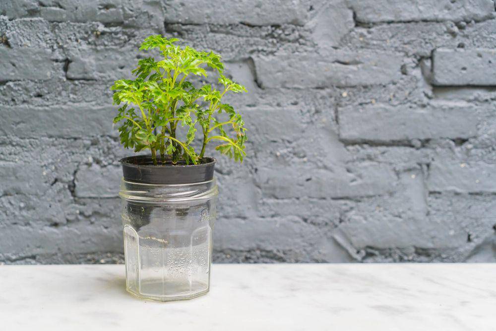 ilustrasi pot self watering (freepik.com/topntp26)