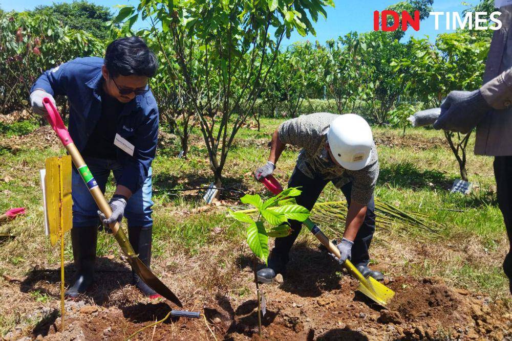 Agar Cokelat Tetap Manis: Investasi Mars Demi Masa Depan Kakao