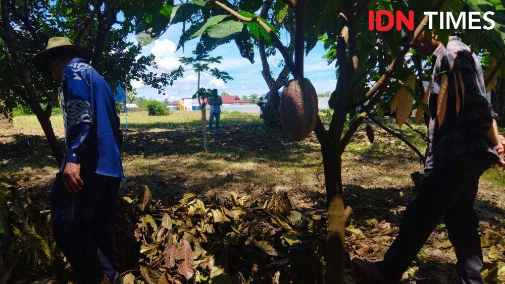 Mars Cocoa Research Station (MCRS), fasilitas penelitian kakao milik Mars yang terletak di Desa Attangsalo, Kecamatan Ma'rang, Kabupaten Pangkep, Sulawesi Selatan. (IDN Times/Aan Pranata)