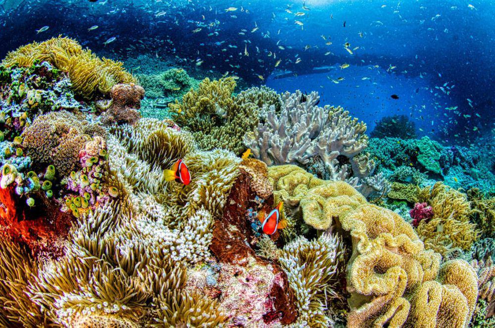 5 Wisata Indonesia Timur dengan Spot Diving Terbaik