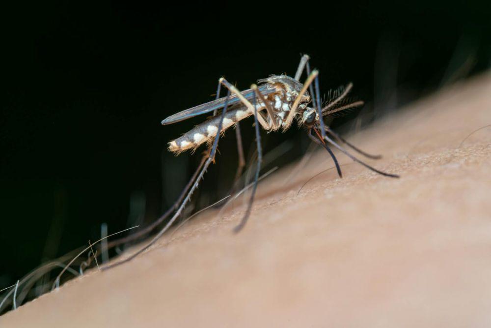 Sejarah Penyakit Malaria, Sudah Ada Sejak Ribuan Tahun Lalu?
