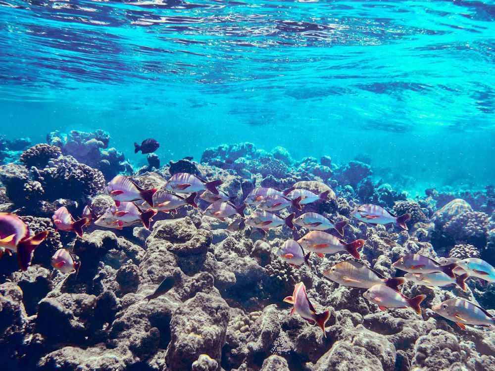 Derawan Tak Sekadar Indah, Kini Jadi Laboratorium Sosial Mahasiswa
