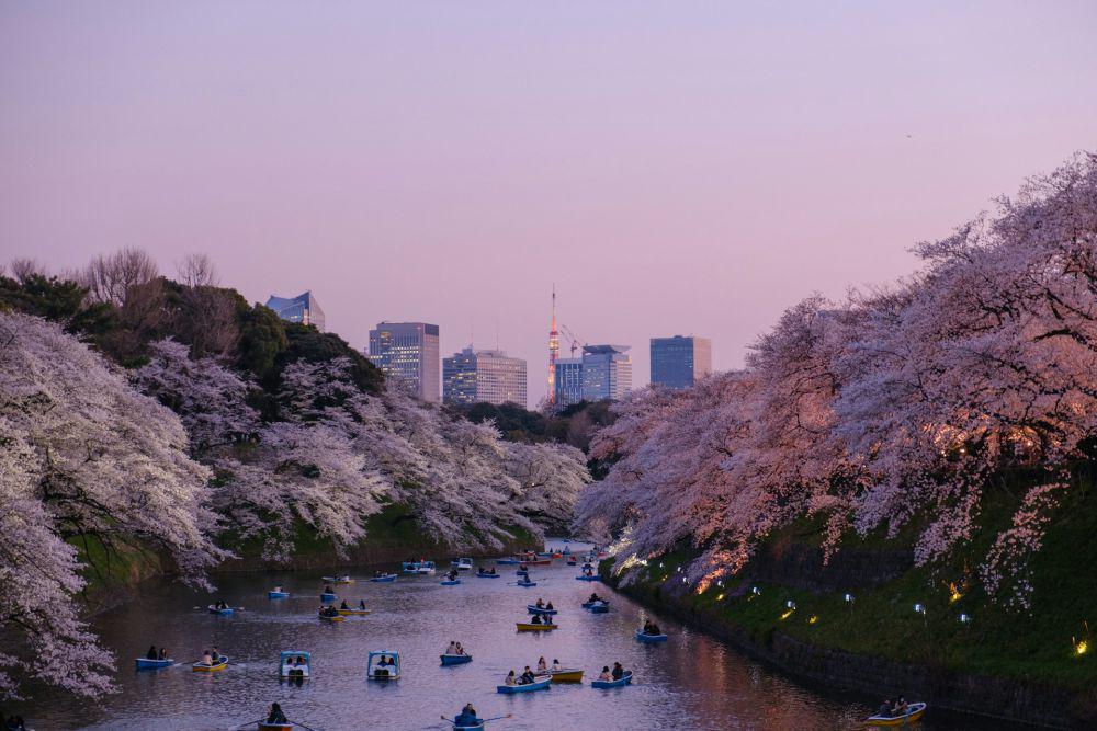 5 Kota di Jepang yang Punya Suasana Romantis saat Musim Semi Tiba