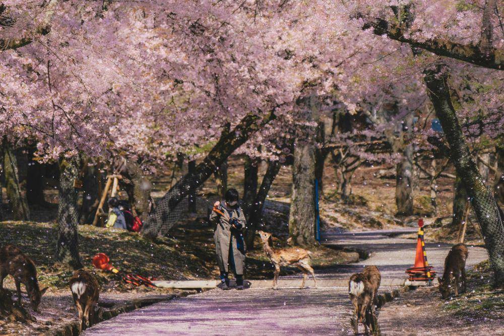 ilustrasi pemandangan pohon sakura di Nara (unsplash.com/Zhaoli JIN)