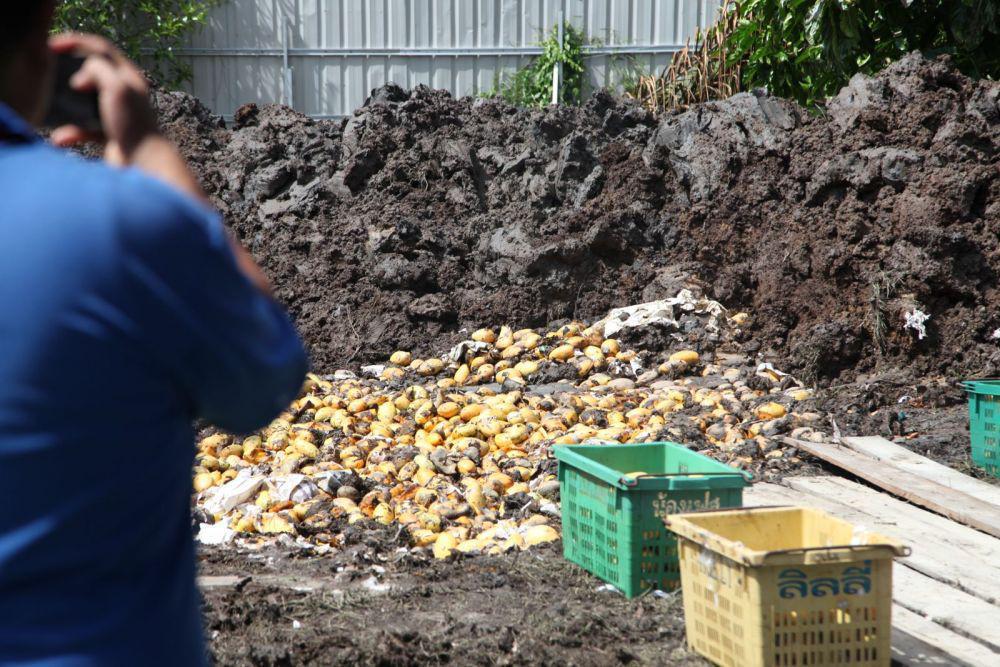 Bea Cukai Musnahkan 9,3 Ton Mangga Ilegal Asal Thailand