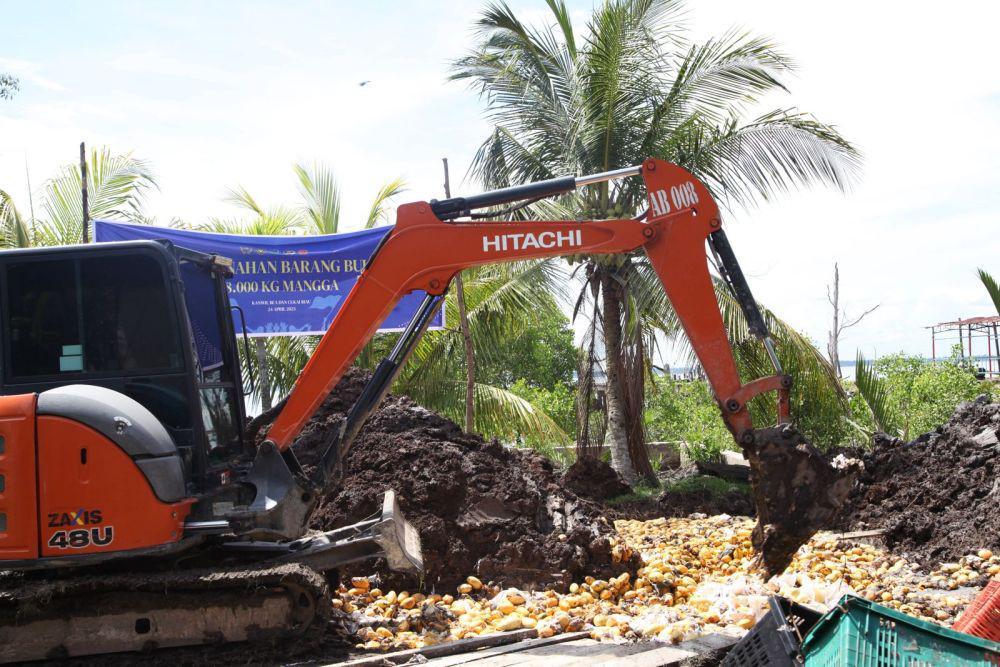 Mangga Ilegal Asal Thailand Senilai Rp521 Juta Disita Negara