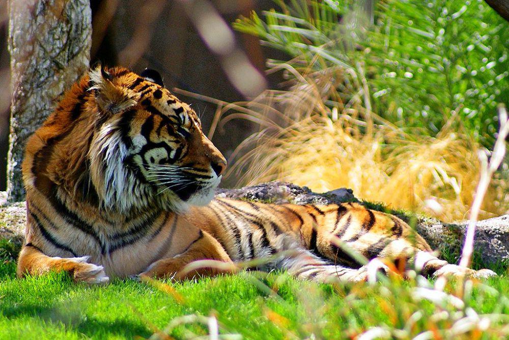 5 Ancaman Terbesar Harimau Sumatra, Harus Ditangani dengan Serius!