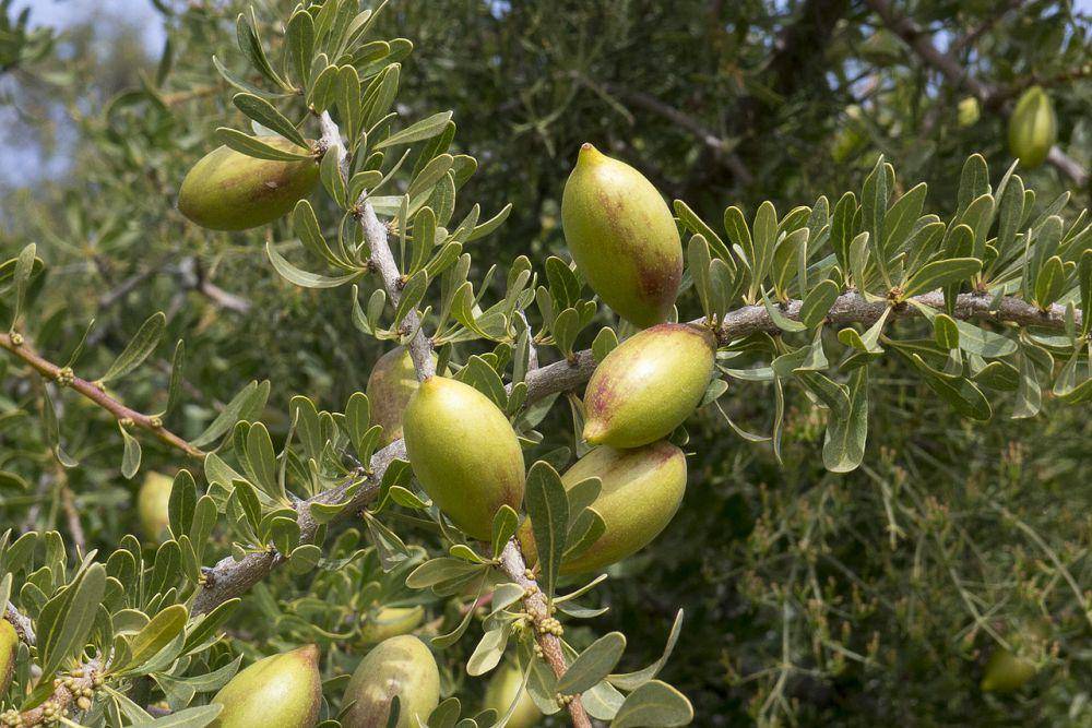ilustrasi Argania spinosa (commons.wikimedia.org/Sagariha)