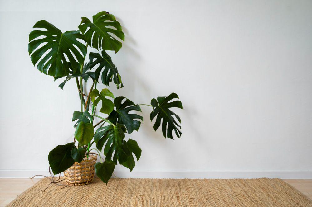 Ilustrasi tanaman monstera (freepik.com/freepik)