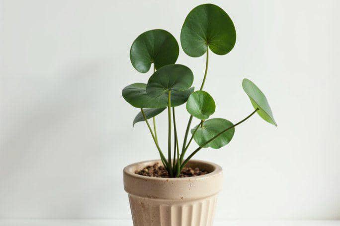 ilustrasi tanaman pilea peperomioides