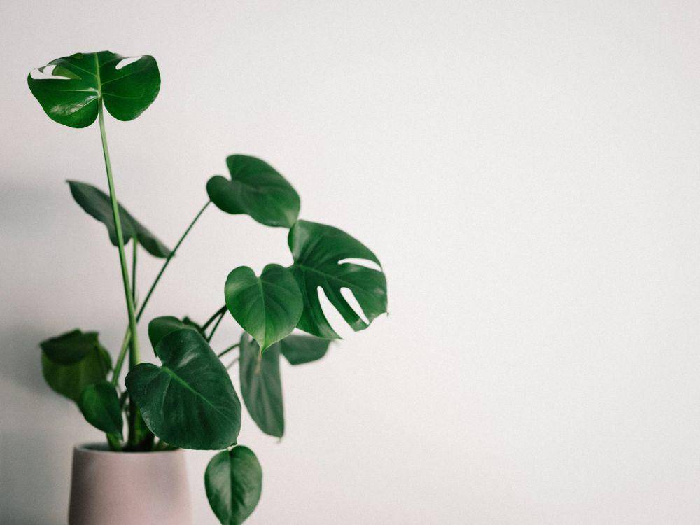ilustrasi tanaman (unsplash.com/Annie Spratt)
