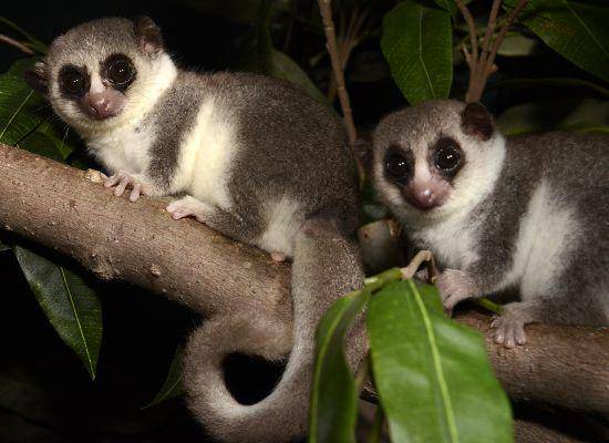 Lemur kerdil berekor gemuk (lemur.duke.edu)