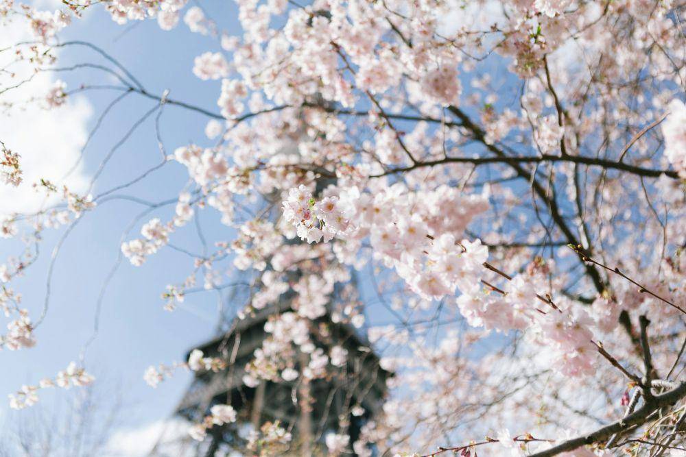 Bunga sakura yang mekar saat musim semi di Paris (unsplash.com/Florencia Potter)