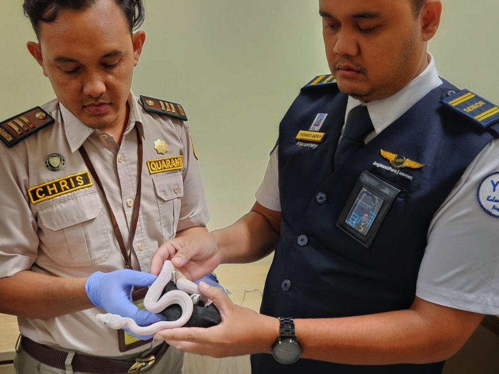 Balai Karantina Sita 6 Ular Piton Albino dan 8 Biawak Milik WNA di YIA