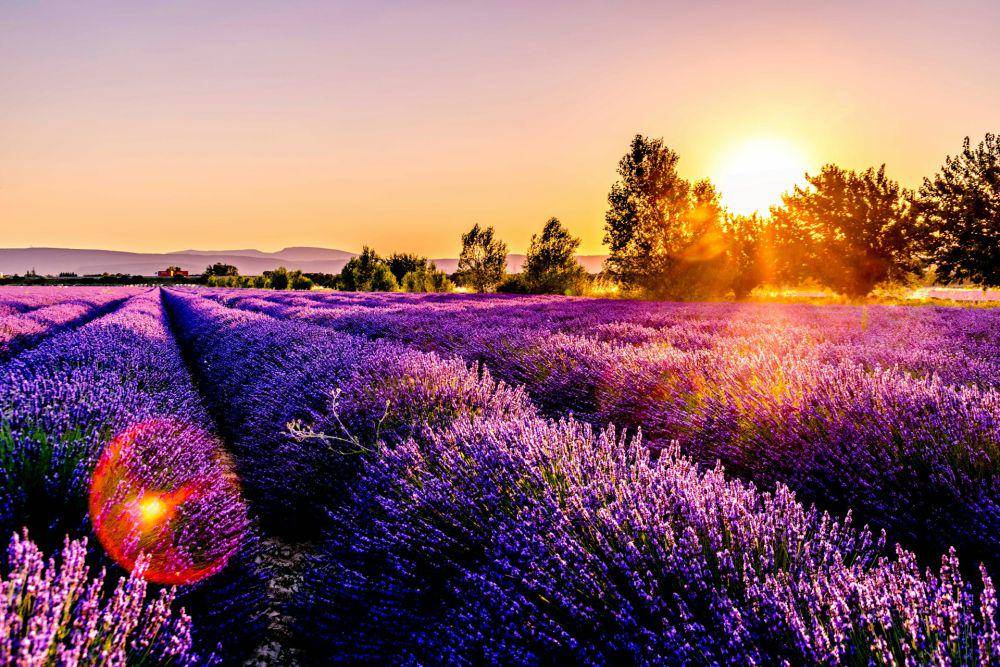 Matahari terbenam di atas ladang lavender, Drôme (unsplash.com/Léonard Cotte)