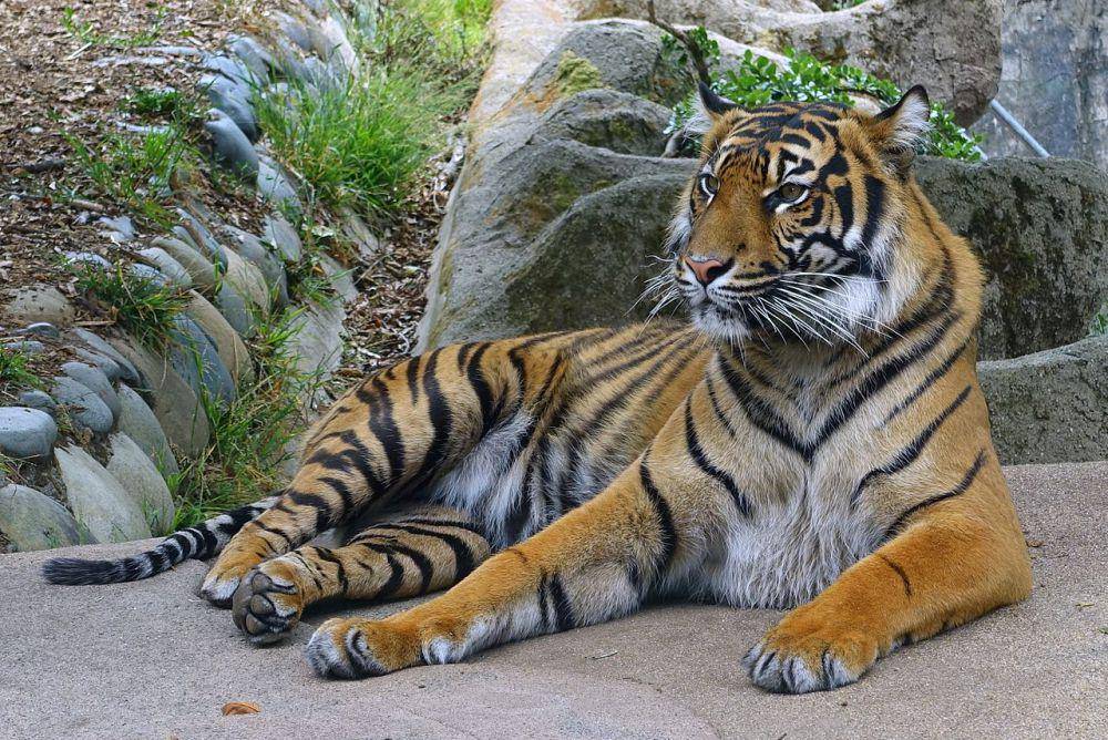 Harimau sumatra (commons.wikimedia.org/Daderot)