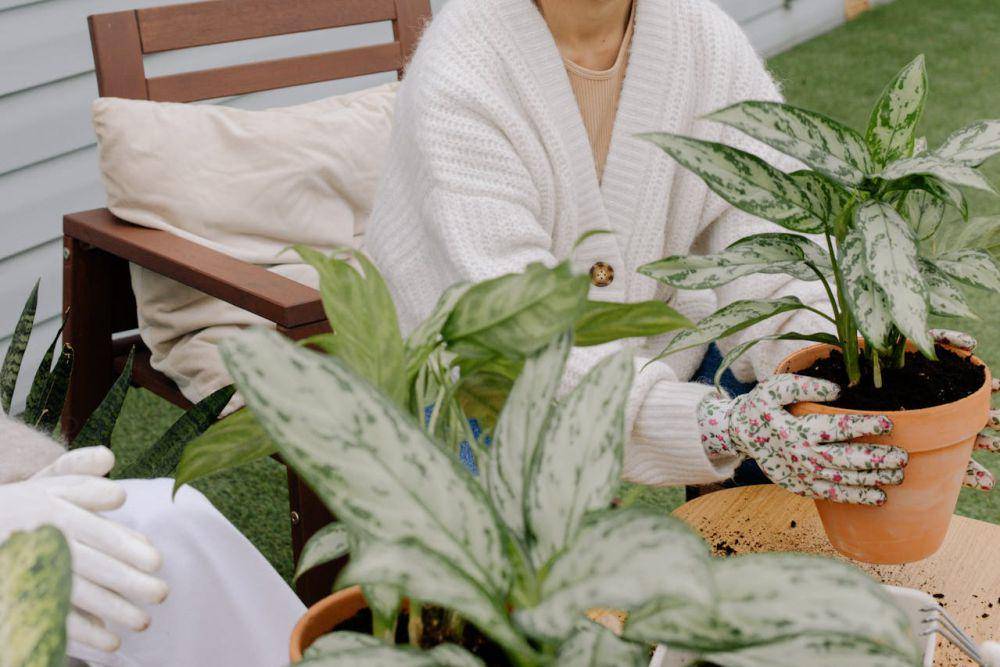ilustrasi Aglaonema Silver Bay (Pexels.com/cottonbro studio)