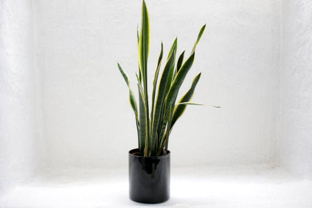 ilistrasi Snake Plant (pexels.com/Fabian Stroobants)