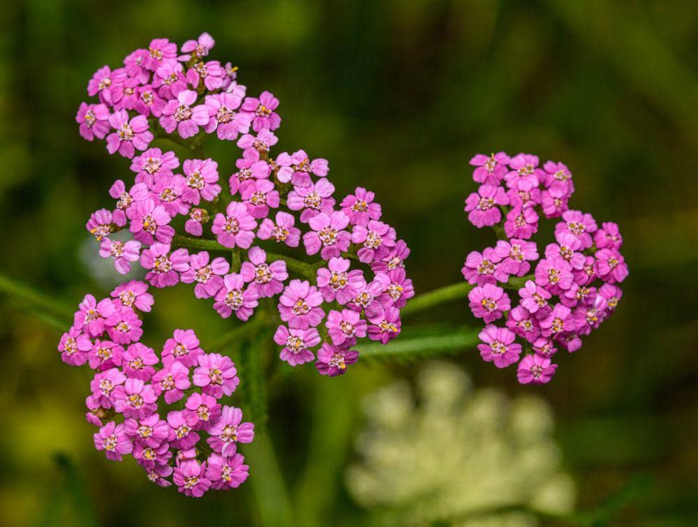 ilustrasi Bunga Yarrow