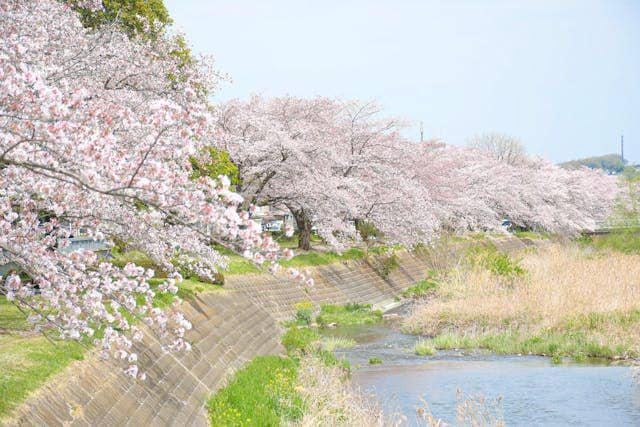 ilustrasi bunga sakura di Jepang (pexels.com/Kento Ikeda)