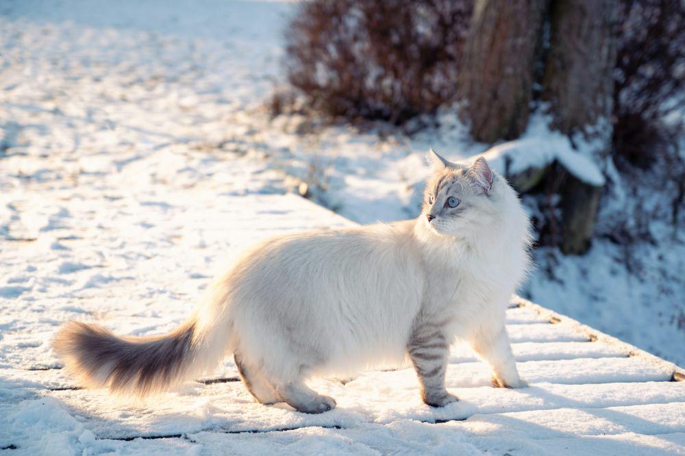 5 Spesies Kucing yang dapat Beradaptasi di Lingkungan Ekstrem