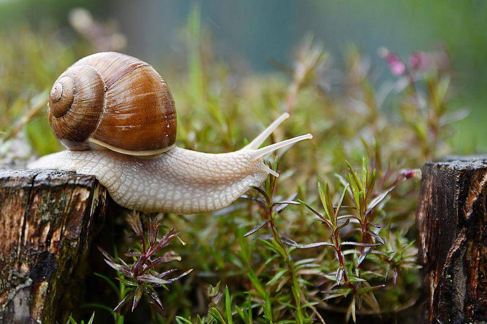 siput (pixabay.com/azeret33)