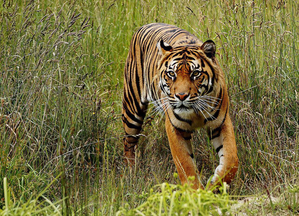 Petani Tewas Diserang Harimau, BBTNBBS Pasang Kamera Trap Satwa