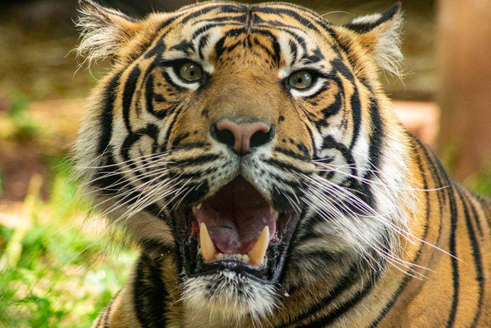Harimau sumatra (commons.wikimedia.org/GinaFranchi)