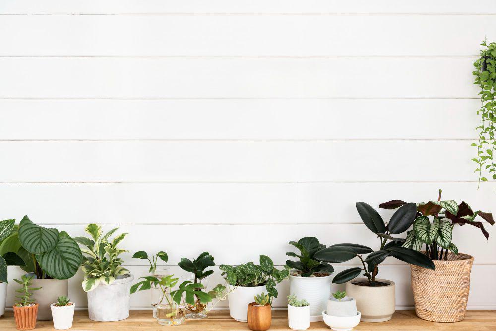 5 Cara Menempatkan Tanaman Hias dalam Ruangan Minimalis