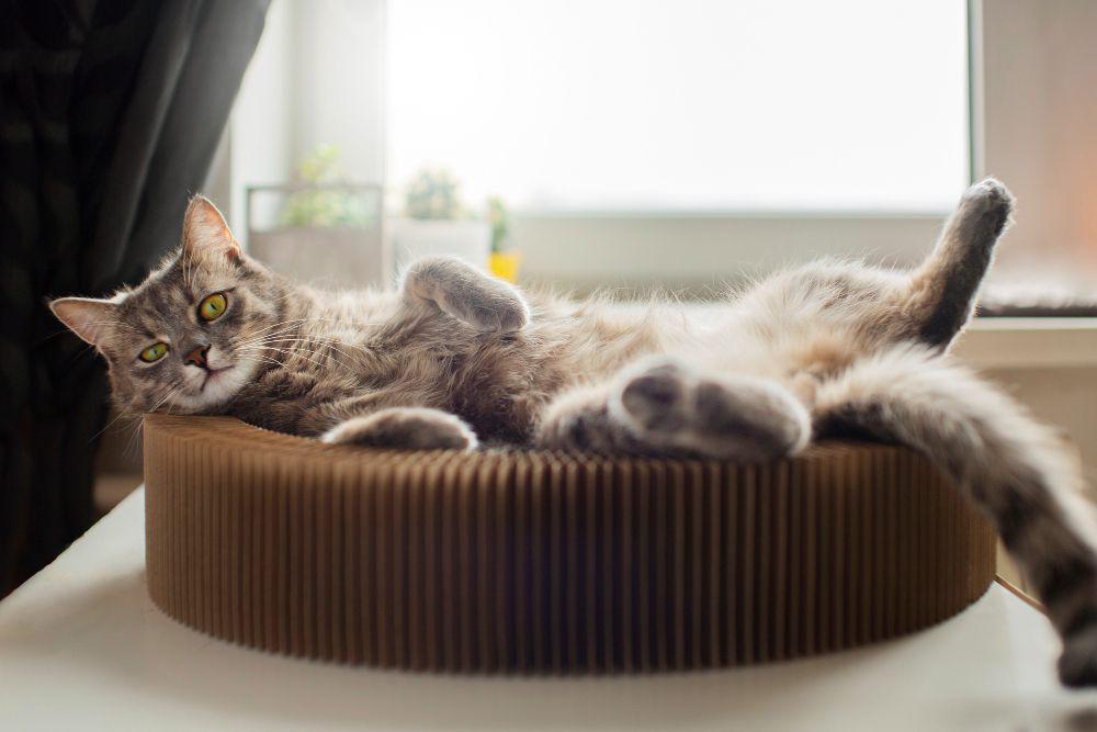 ilustrasi tempat tidur kucing (freepik.com/freepik)