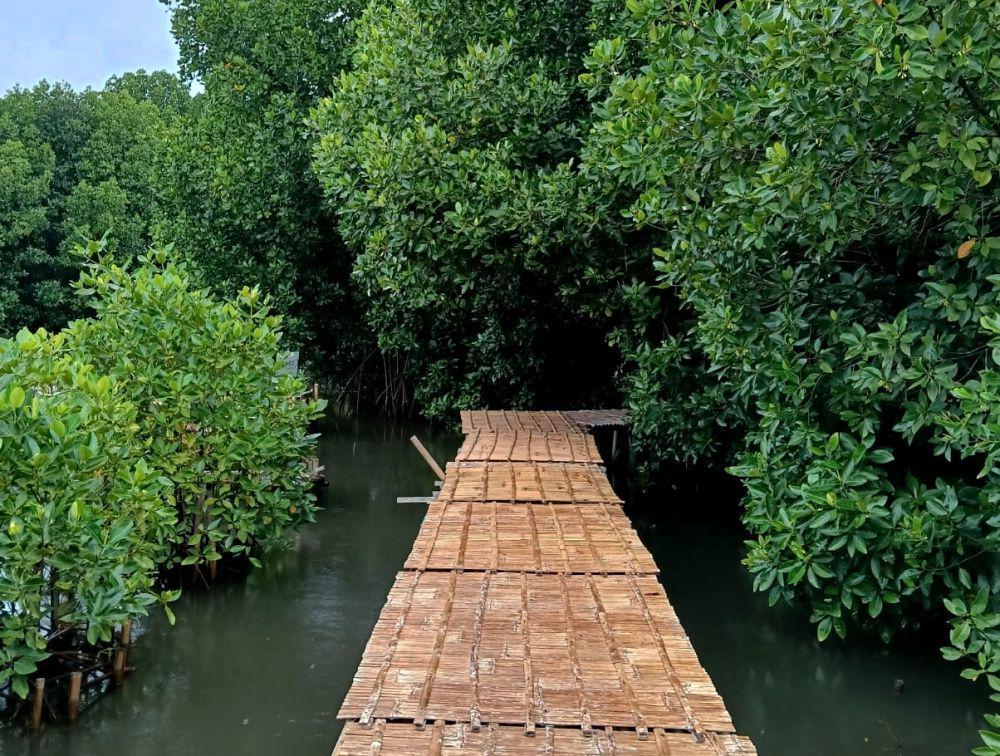 5 Fakta Menarik Pohon Bakau, Bisa Dijadikan Ecoprint