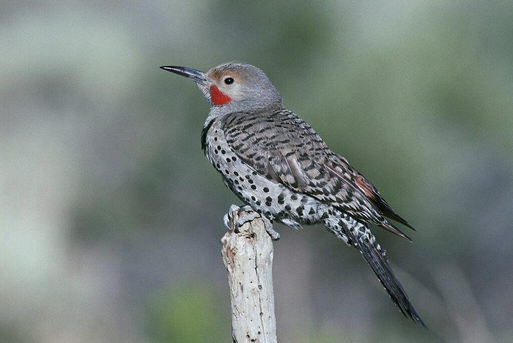 5 Burung Pelatuk dari Genus Colaptes yang Tinggal di Bolivia