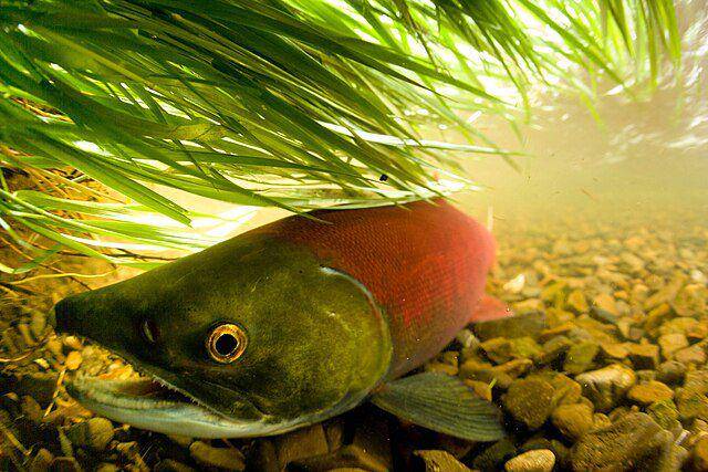 ilustrasi ikan salmon (wikimedia.org/NPS photo)