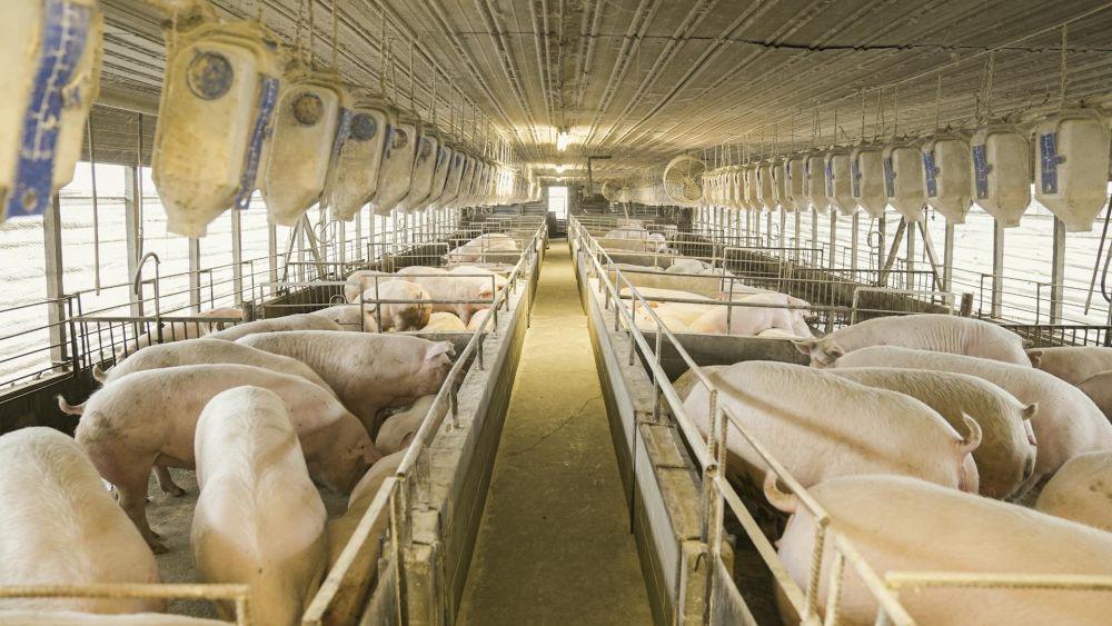 China Batalkan 12 Ribu Ton Impor Daging Babi dari AS