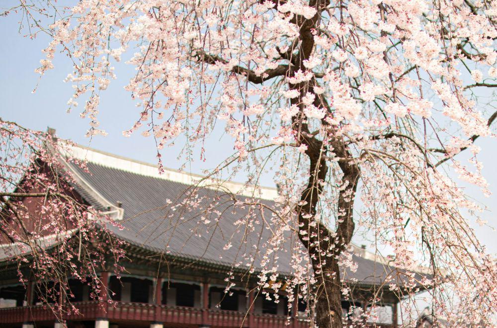 5 Lokasi Paling Cocok Buat Couple Trip di Korea Selatan Saat Spring