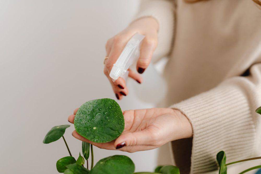 Ilustrasi membersihkan debu pada daun (pexels.com/Kaboompics.com)