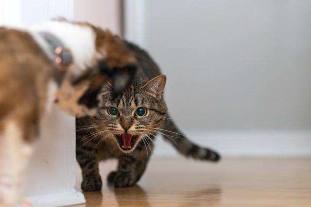 5 Cara Unik Usir Kucing Liar dari Rumah, Bikin Geleng-Geleng Kepala!
