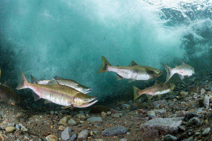 Keajaiban Migrasi Salmon Pasifik yang Menakjubkan
