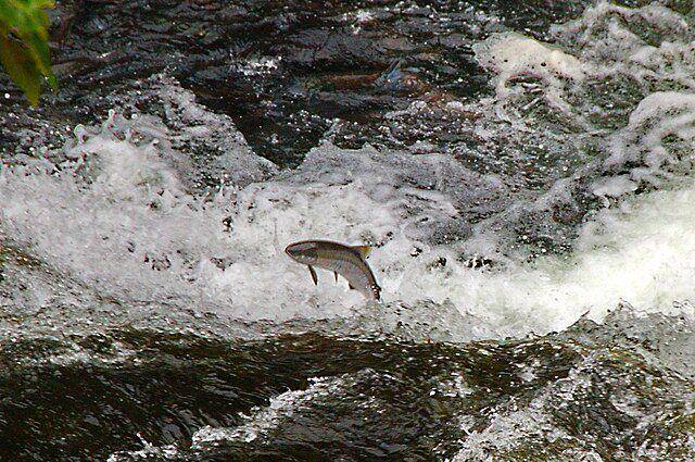 ilustrasi salmon (freepik.com/EyeEm)