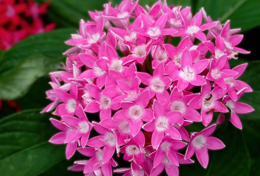 potret bunga pentas (commons.wikimedia.org/Jim Evans)