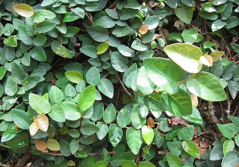 potret lee wkan yew (commons.wikimedia.org/കാക്കര)