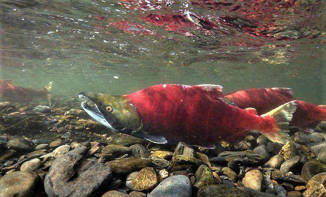 ilustrasi ikan salmon (wikimedia.org/US Fish)