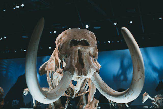 Ilustrasi koleksi Museum Geologi. Pexels.com/Jonathan Cooper