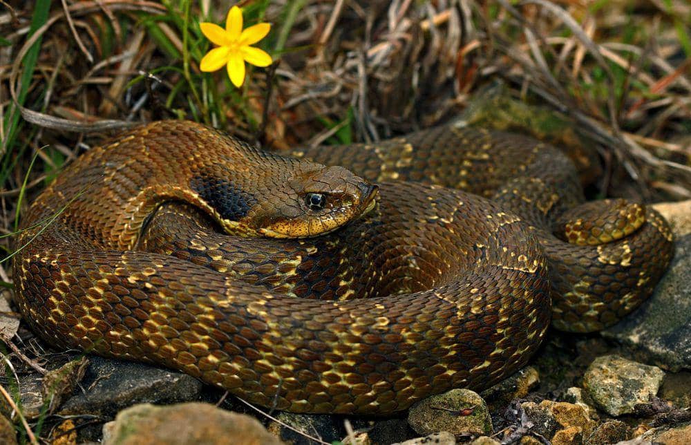 eastern hognose snake (commons.wikimedia.org/Peter Paplanus)